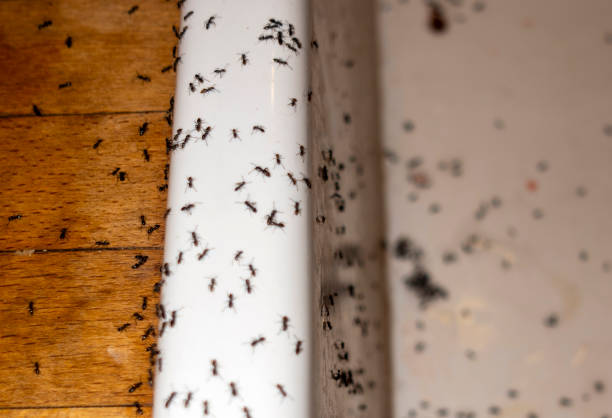Best Pest Prevention Services  in Holtville, CA