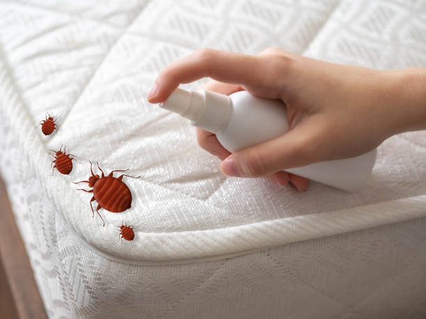 Best Mosquito Control Services  in Holtville, CA